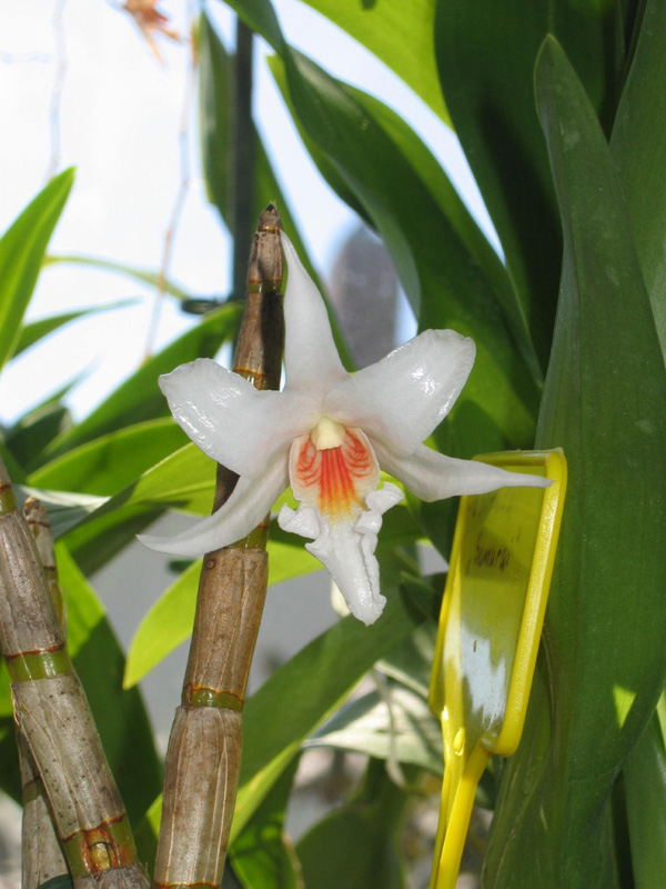 Ankes Orchideen Datenbank